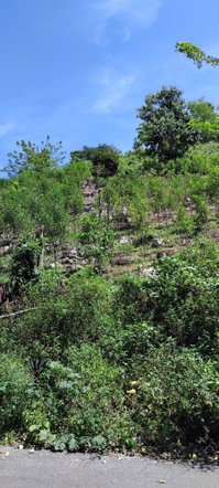Eighth image of 109 Crawle District , Sprin in Springfield, St. Elizabeth, Jamaica - property is For Sale