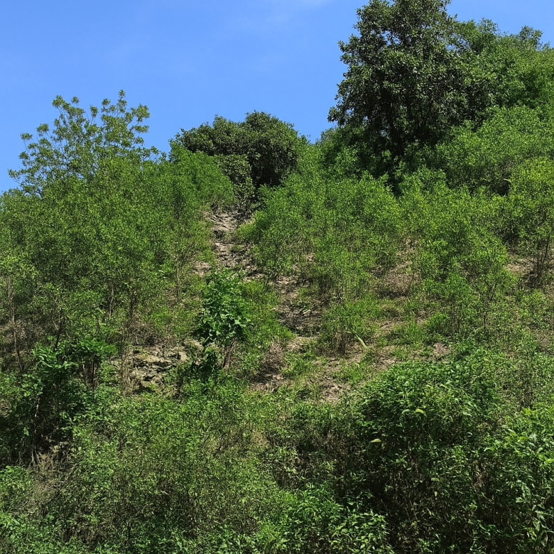 First image of 109 Crawle District , Sprin in Springfield, St. Elizabeth, Jamaica - property is For Sale