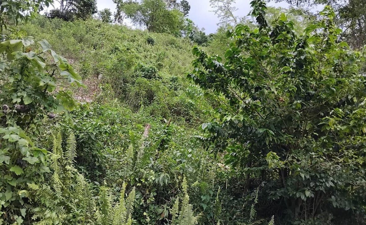 Ninth image of 109 Crawle District , Sprin in Springfield, St. Elizabeth, Jamaica - property is For Sale