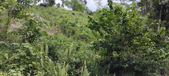 Ninth image of 109 Crawle District , Sprin in Springfield, St. Elizabeth, Jamaica - property is For Sale