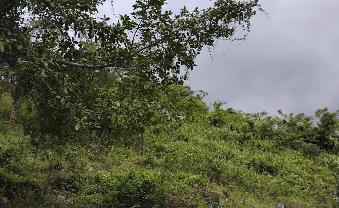 Tenth image of 109 Crawle District , Sprin in Springfield, St. Elizabeth, Jamaica - property is For Sale