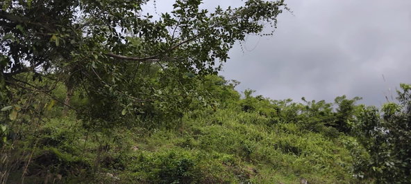 Tenth image of 109 Crawle District , Sprin in Springfield, St. Elizabeth, Jamaica - property is For Sale