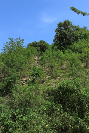 First image of 109 Crawle District , Sprin in Springfield, St. Elizabeth, Jamaica - property is For Sale