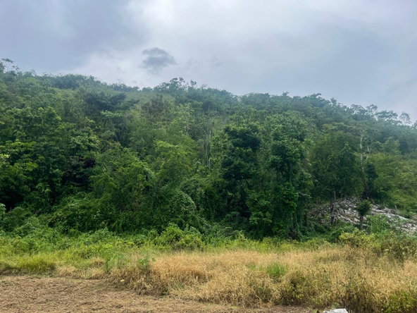 Eighth image of Land Part of New Savannah in New Market, St. Elizabeth, Jamaica - property is For Sale