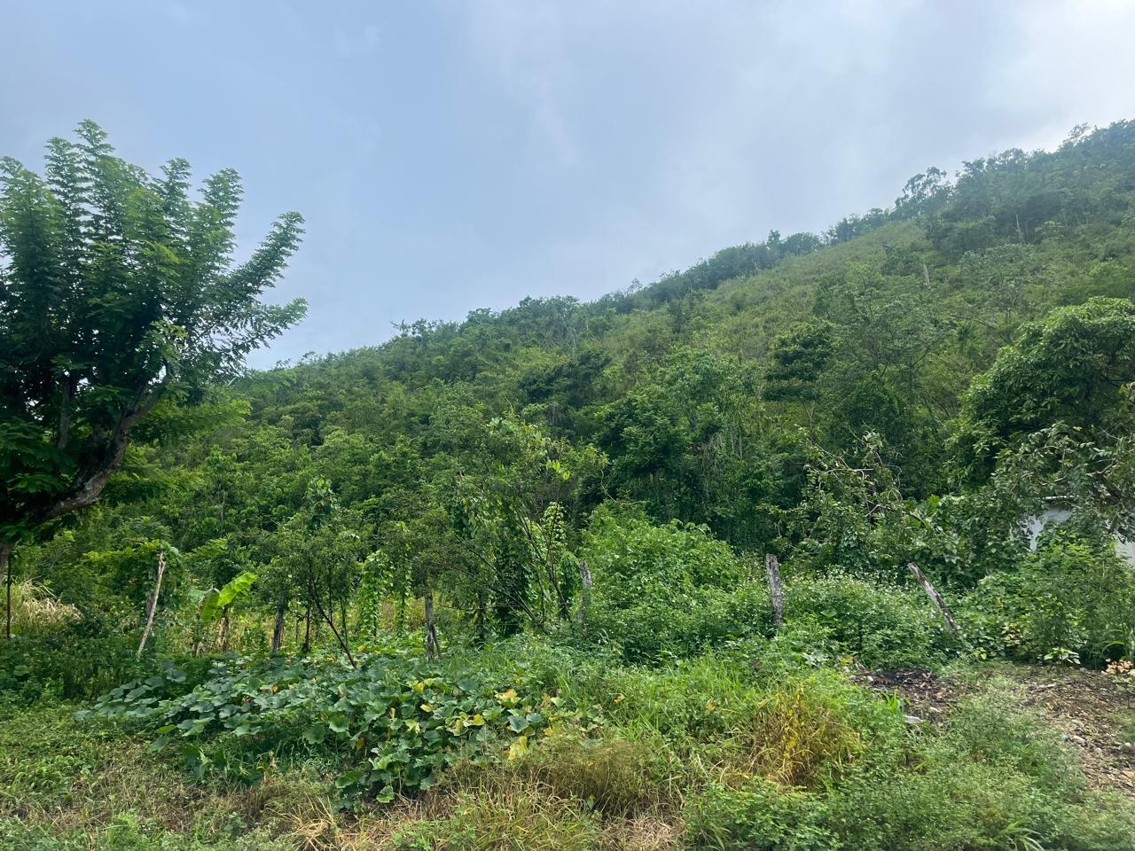First image of Land Part of New Savannah in New Market, St. Elizabeth, Jamaica - property is For Sale