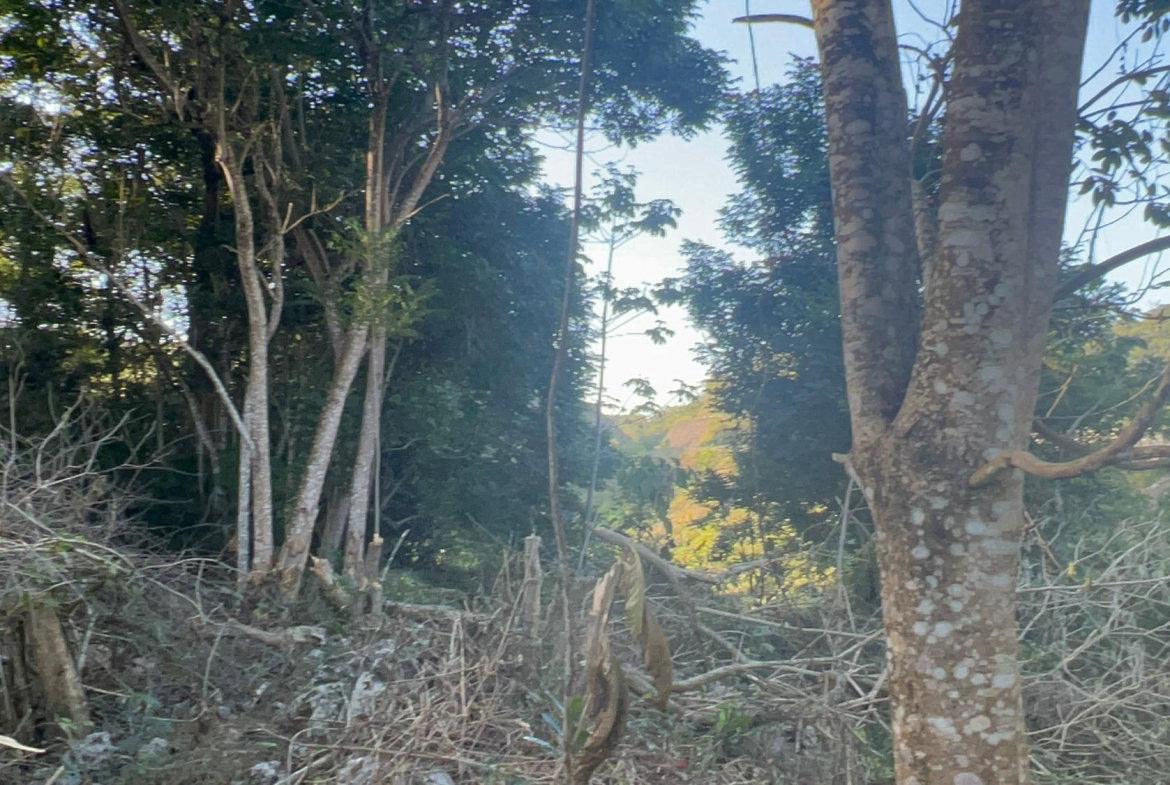 Eleventh image of 235 Phoenix Park in Moneague, St. Ann, Jamaica - property is For Sale