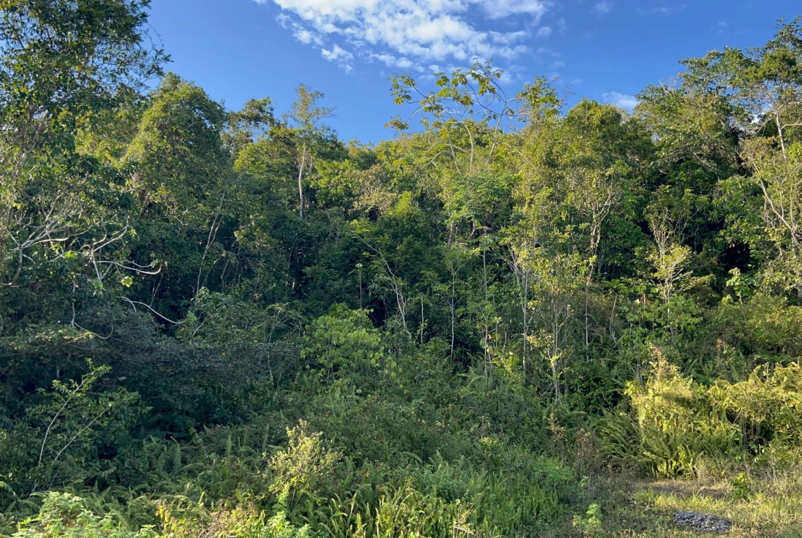 Thirteenth image of 235 Phoenix Park in Moneague, St. Ann, Jamaica - property is For Sale
