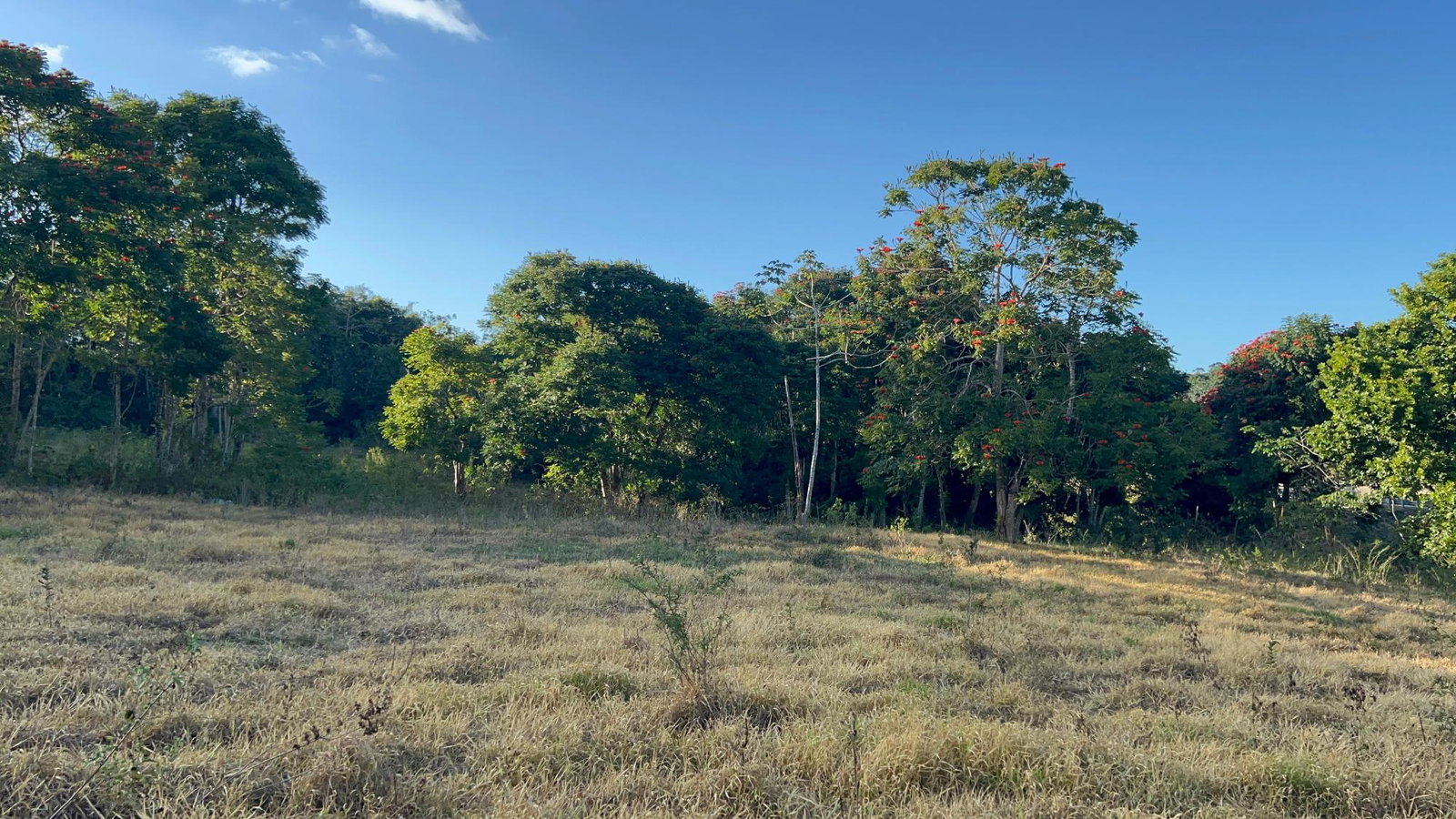 4.5-Acres-Residential-Development-Land-for-Sale-in-Phoenix-Park-St.-Ann-Jamaica Seventh image of 235 Phoenix Park in Moneague, St. Ann, Jamaica - property is For Sale