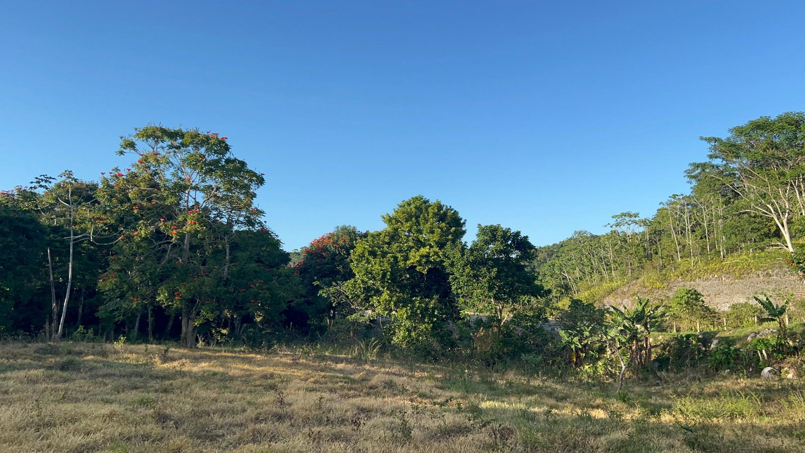 4.5-Acres-Residential-Development-Land-for-Sale-in-Phoenix-Park-St.-Ann-Jamaica Eighth image of 235 Phoenix Park in Moneague, St. Ann, Jamaica - property is For Sale
