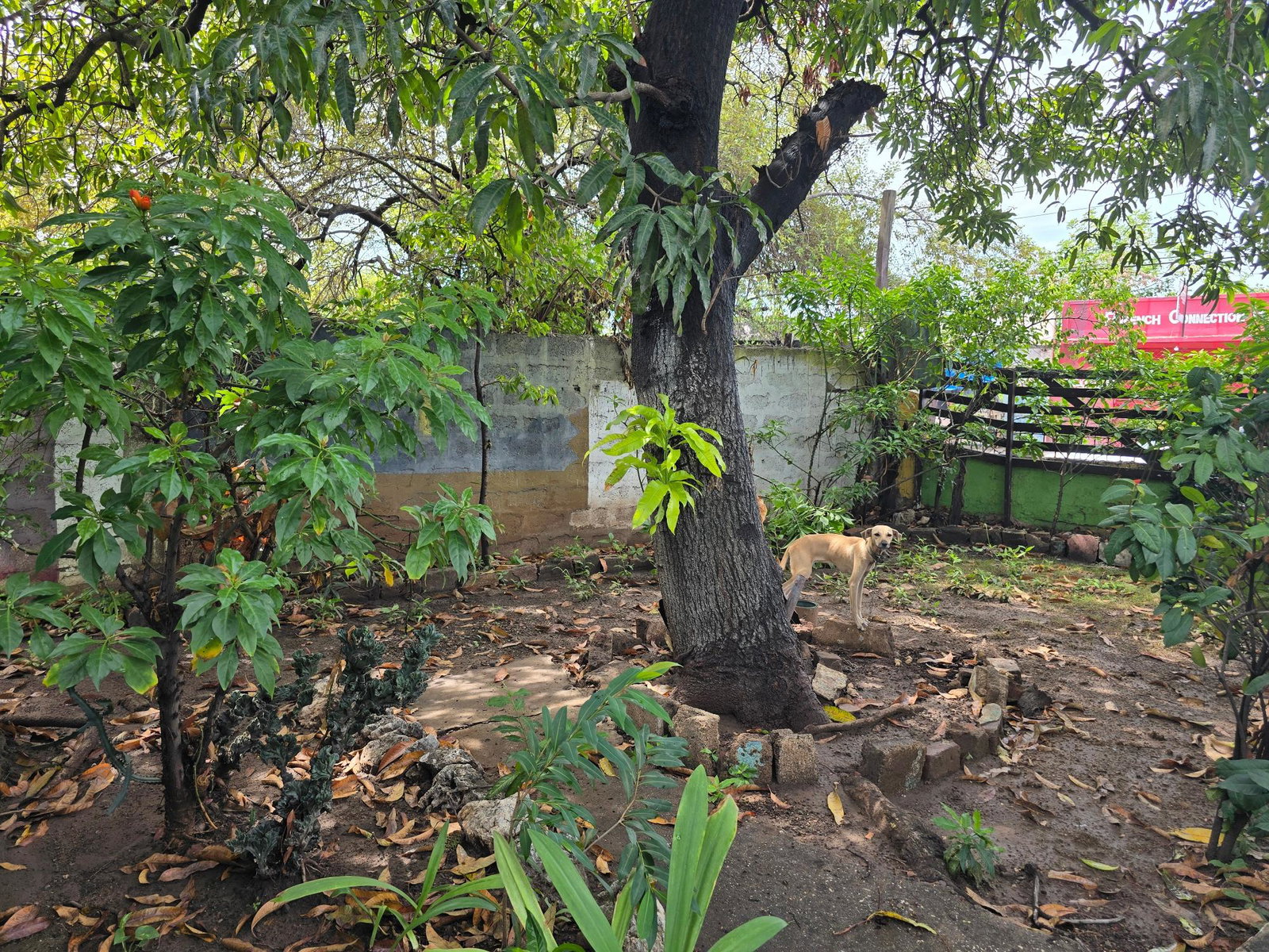 5-Bedroom-House-For-Sale-in-Kingston-St.-Andrew-–-Income-Property-on-Waltham-Park-Rd Fourteenth image of 22 1/2 Waltham Park Road in Kingston 11, St. Andrew, Jamaica - property is For Sale
