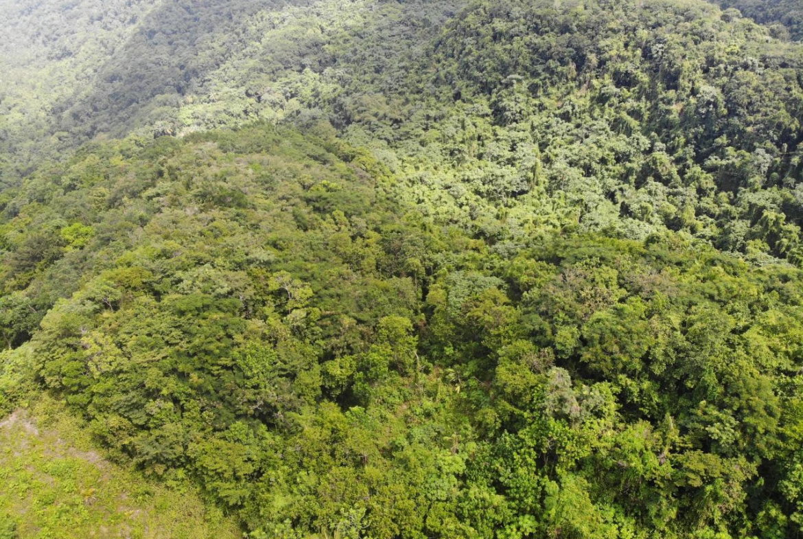 Twelfth image of 138 Nonsuch Road in Nonsuch, Portland, Jamaica - property is For Sale
