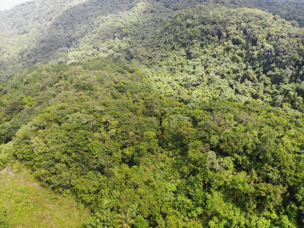 Twelfth image of 138 Nonsuch Road in Nonsuch, Portland, Jamaica - property is For Sale