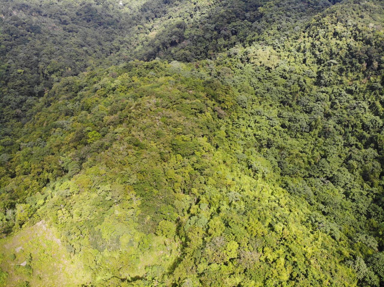 Thirteenth image of 138 Nonsuch Road in Nonsuch, Portland, Jamaica - property is For Sale