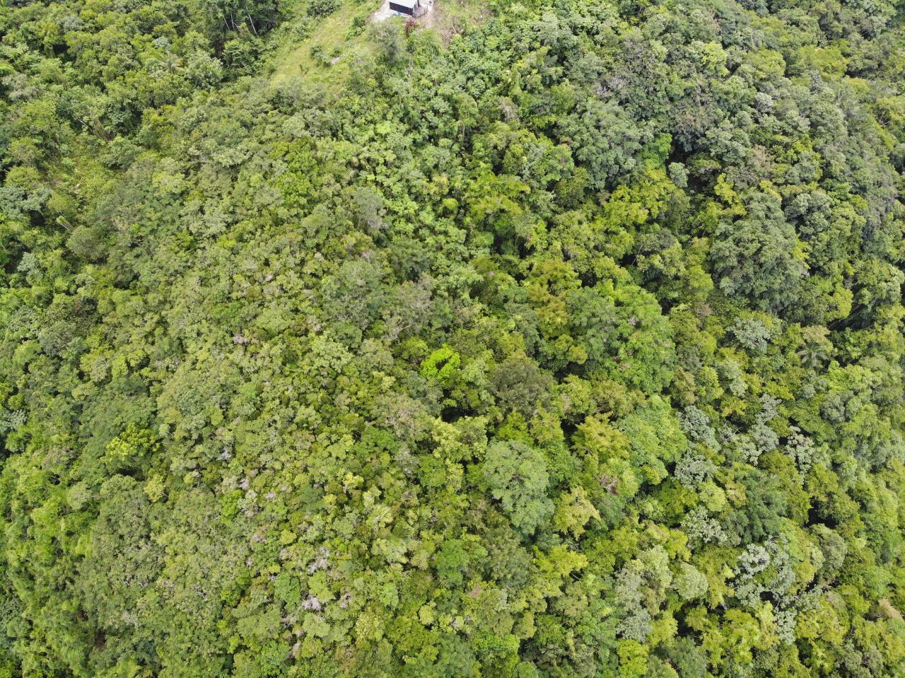 Sixteenth image of 138 Nonsuch Road in Nonsuch, Portland, Jamaica - property is For Sale