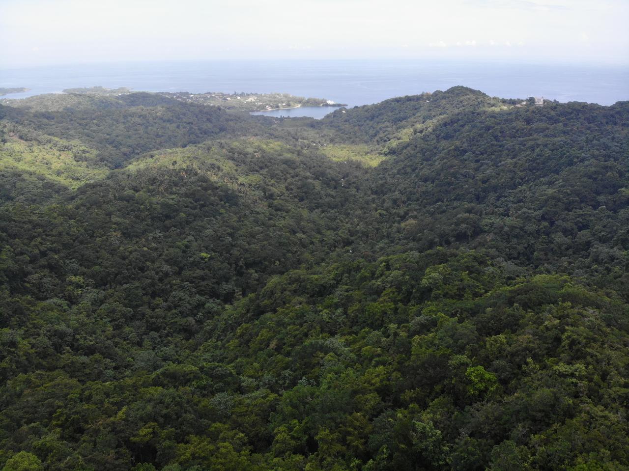 Nineteenth image of 138 Nonsuch Road in Nonsuch, Portland, Jamaica - property is For Sale