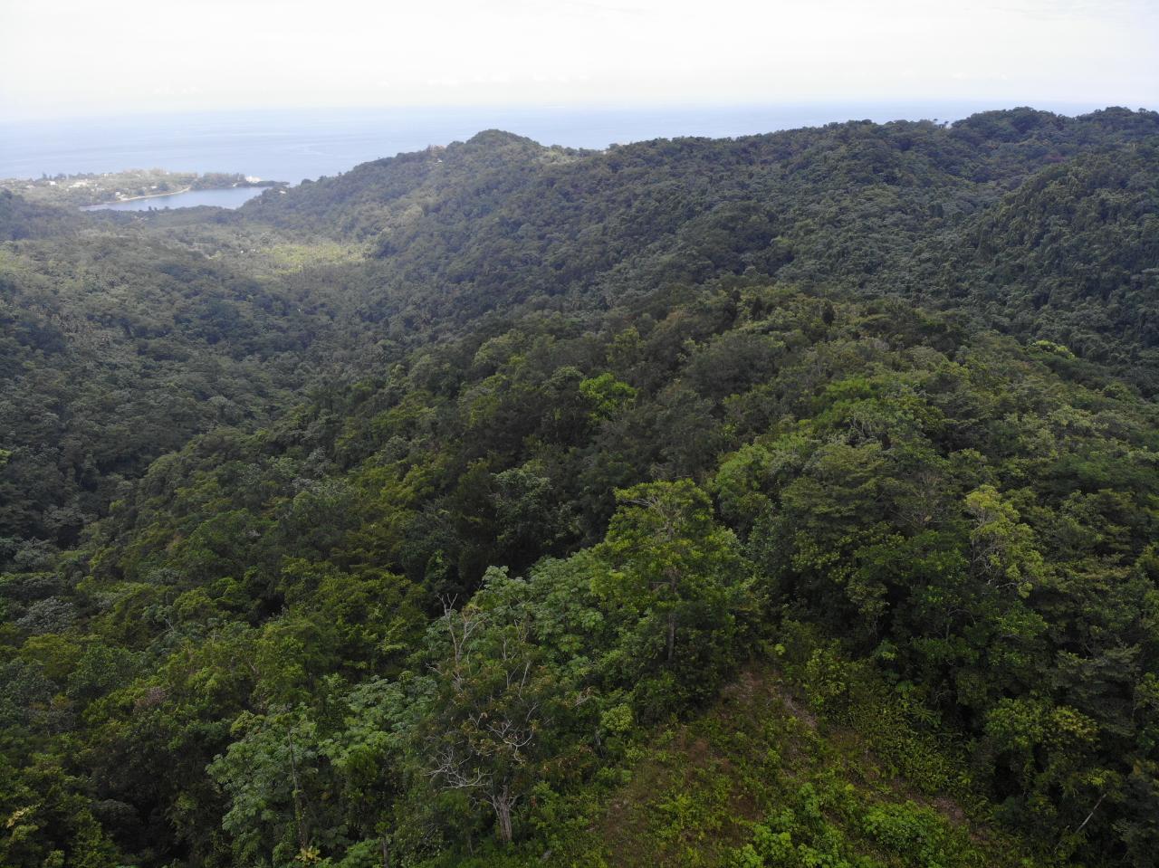 Twentieth image of 138 Nonsuch Road in Nonsuch, Portland, Jamaica - property is For Sale