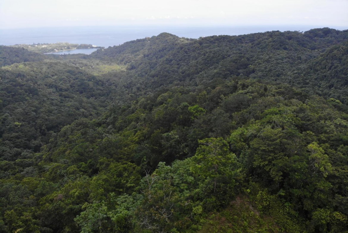 Twenty-First image of 138 Nonsuch Road in Nonsuch, Portland, Jamaica - property is For Sale