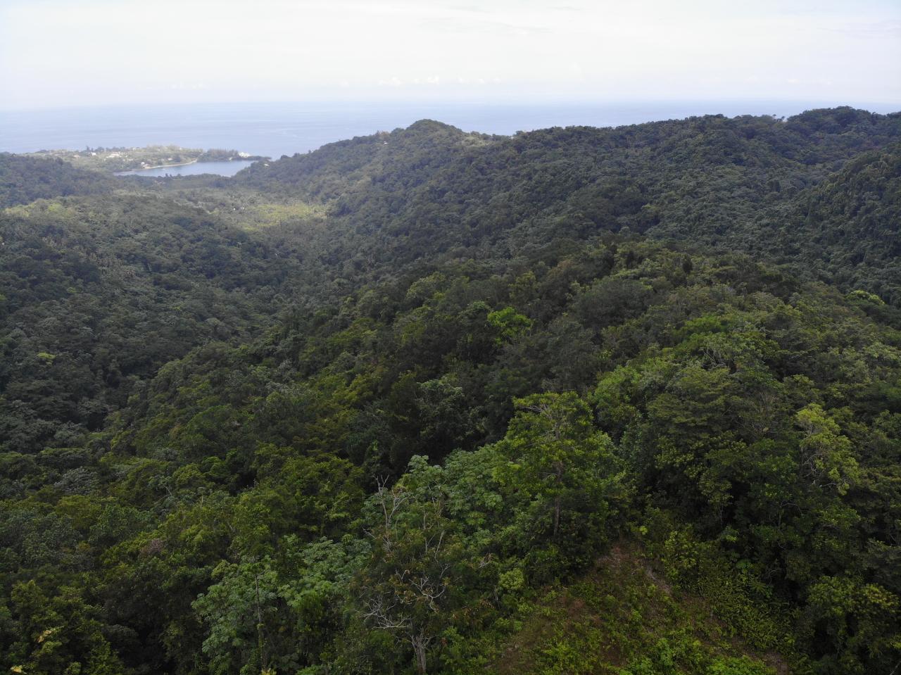 Twenty-First image of 138 Nonsuch Road in Nonsuch, Portland, Jamaica - property is For Sale