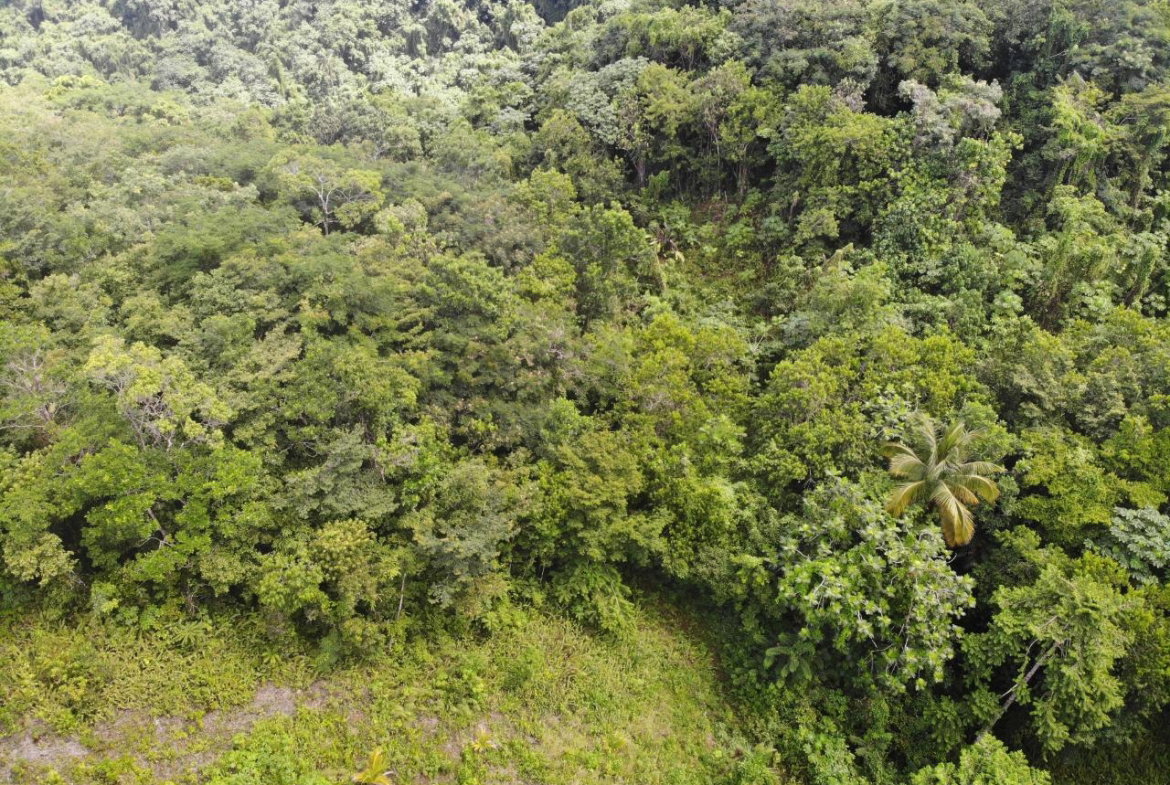 Eighth image of 138 Nonsuch Road in Nonsuch, Portland, Jamaica - property is For Sale