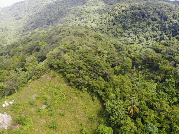 Ninth image of 138 Nonsuch Road in Nonsuch, Portland, Jamaica - property is For Sale