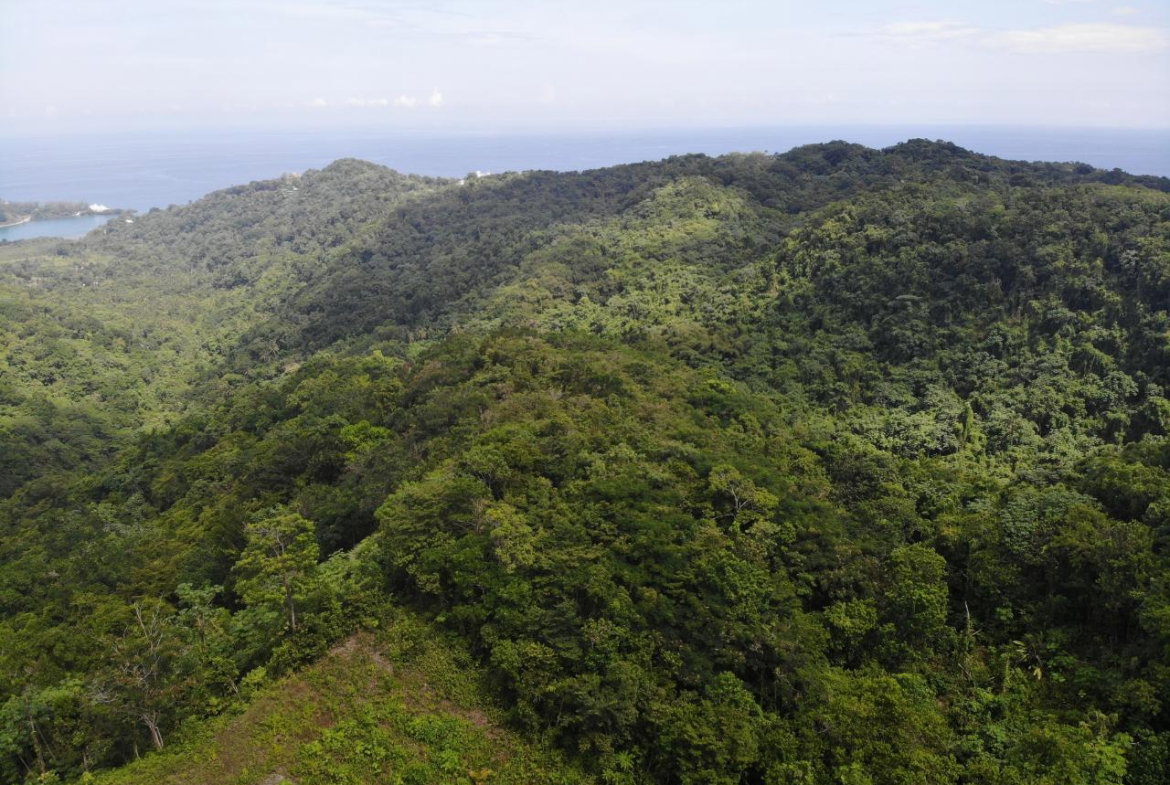 Tenth image of 138 Nonsuch Road in Nonsuch, Portland, Jamaica - property is For Sale