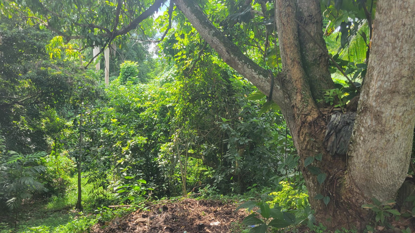 Ninth image of 25 Tucker Drive, Irwin in Irwin, St. James, Jamaica - property is For Sale