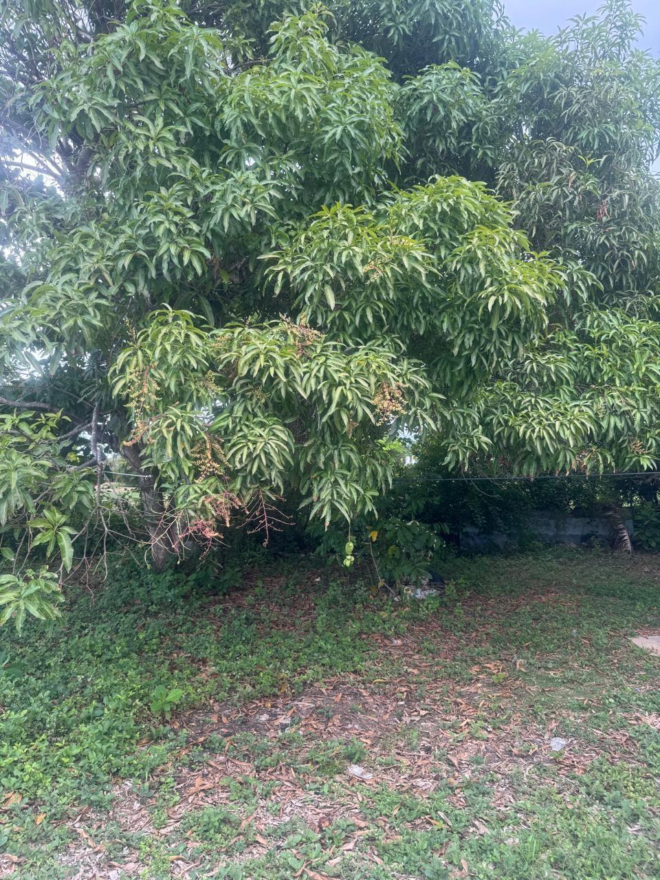 Sixth image of Lot 20- Llandovery Estate in SALEM, St. Ann, Jamaica - property is For Rent