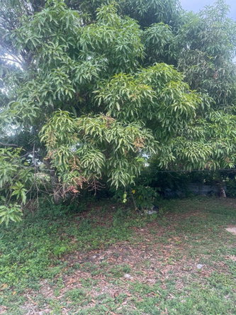 Sixth image of Lot 20- Llandovery Estate in SALEM, St. Ann, Jamaica - property is For Rent