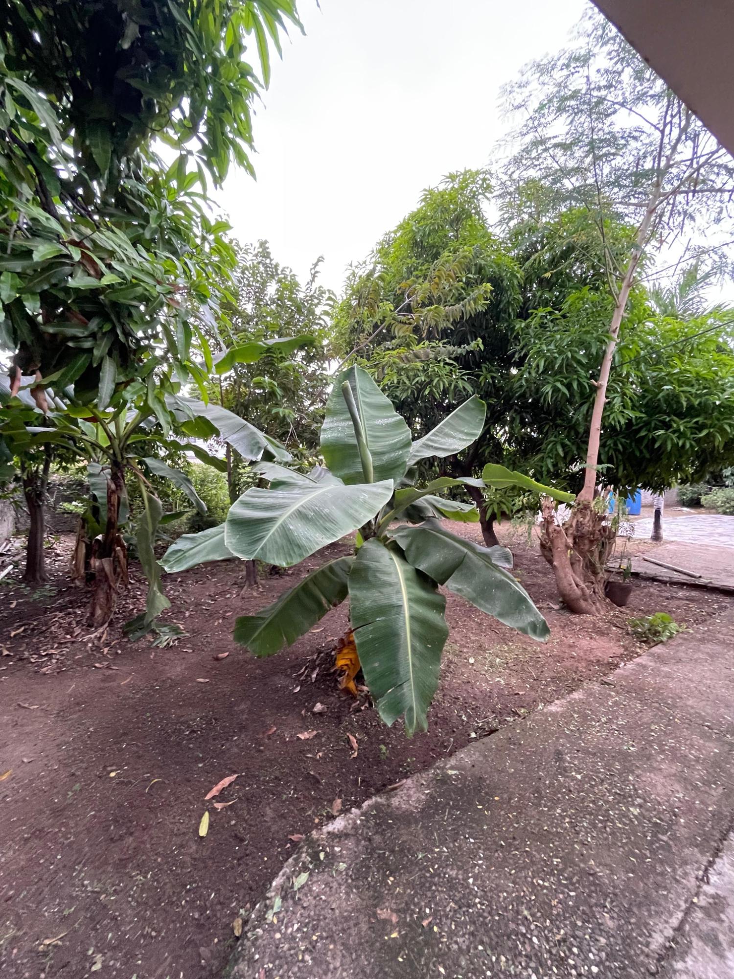 Twenty-First image of 111 Barbican Road in Kingston 6, St. Andrew, Jamaica - property is For Sale