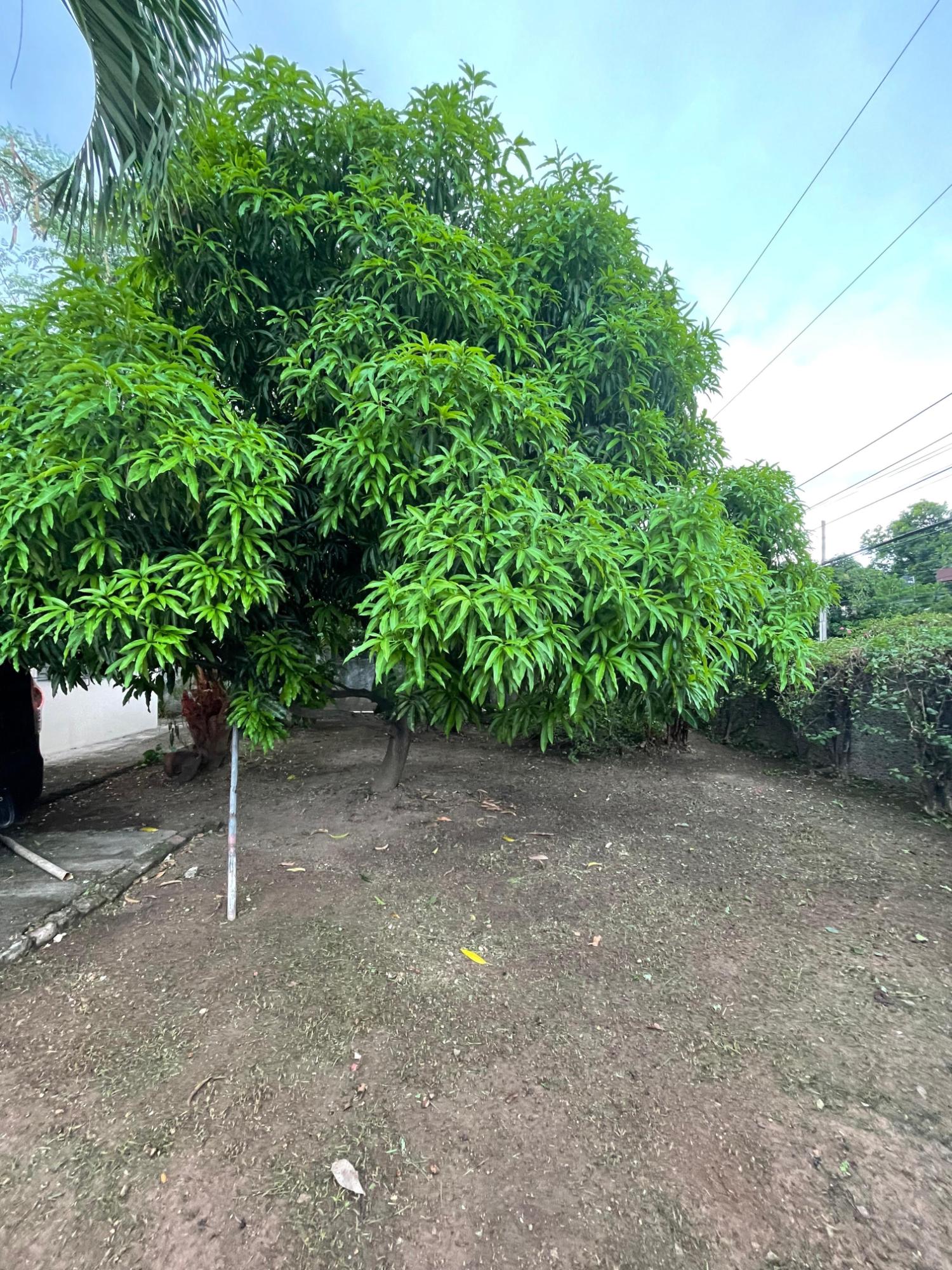 Fifth image of 111 Barbican Road in Kingston 6, St. Andrew, Jamaica - property is For Sale