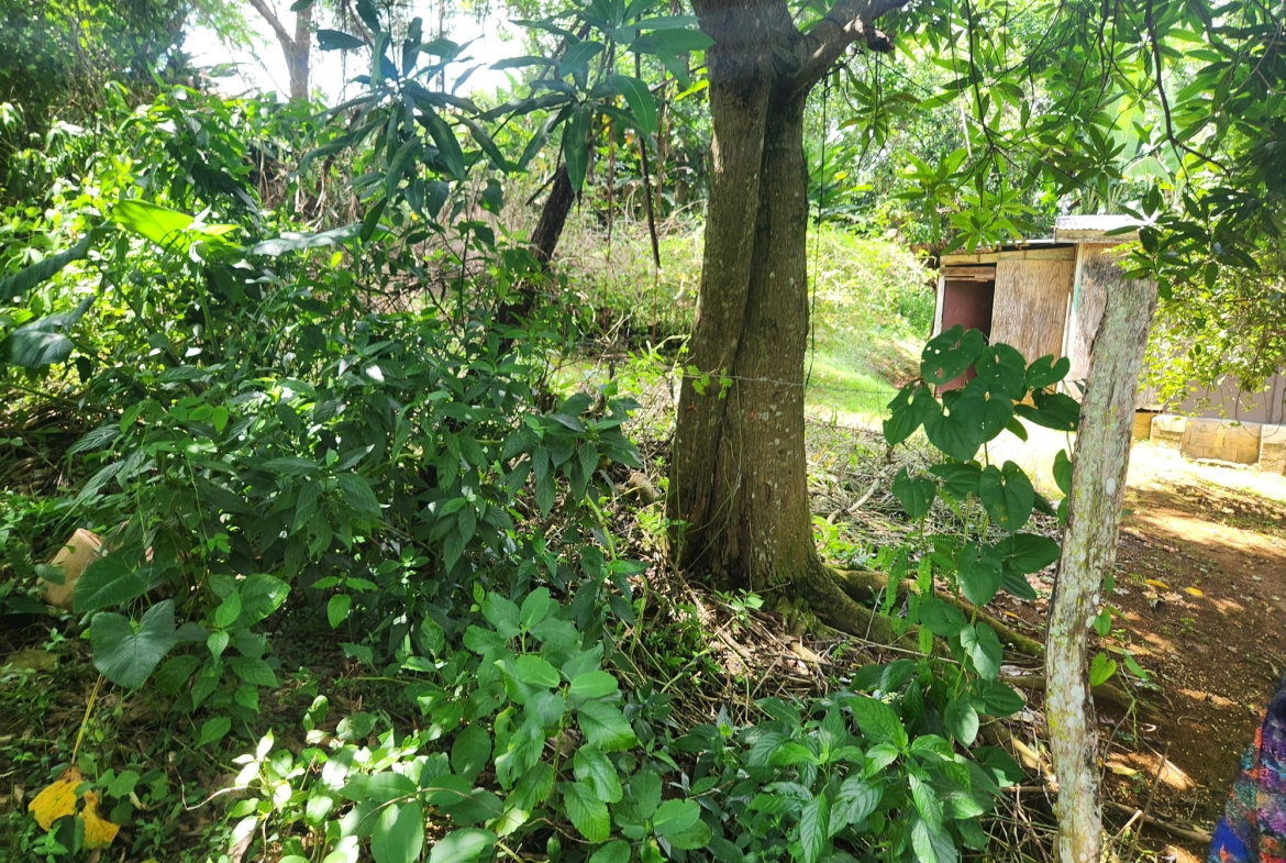Twelfth image of Lot 92 Phoenix Park Housing Sche in Balaclava, St. Elizabeth, Jamaica - property is For Sale