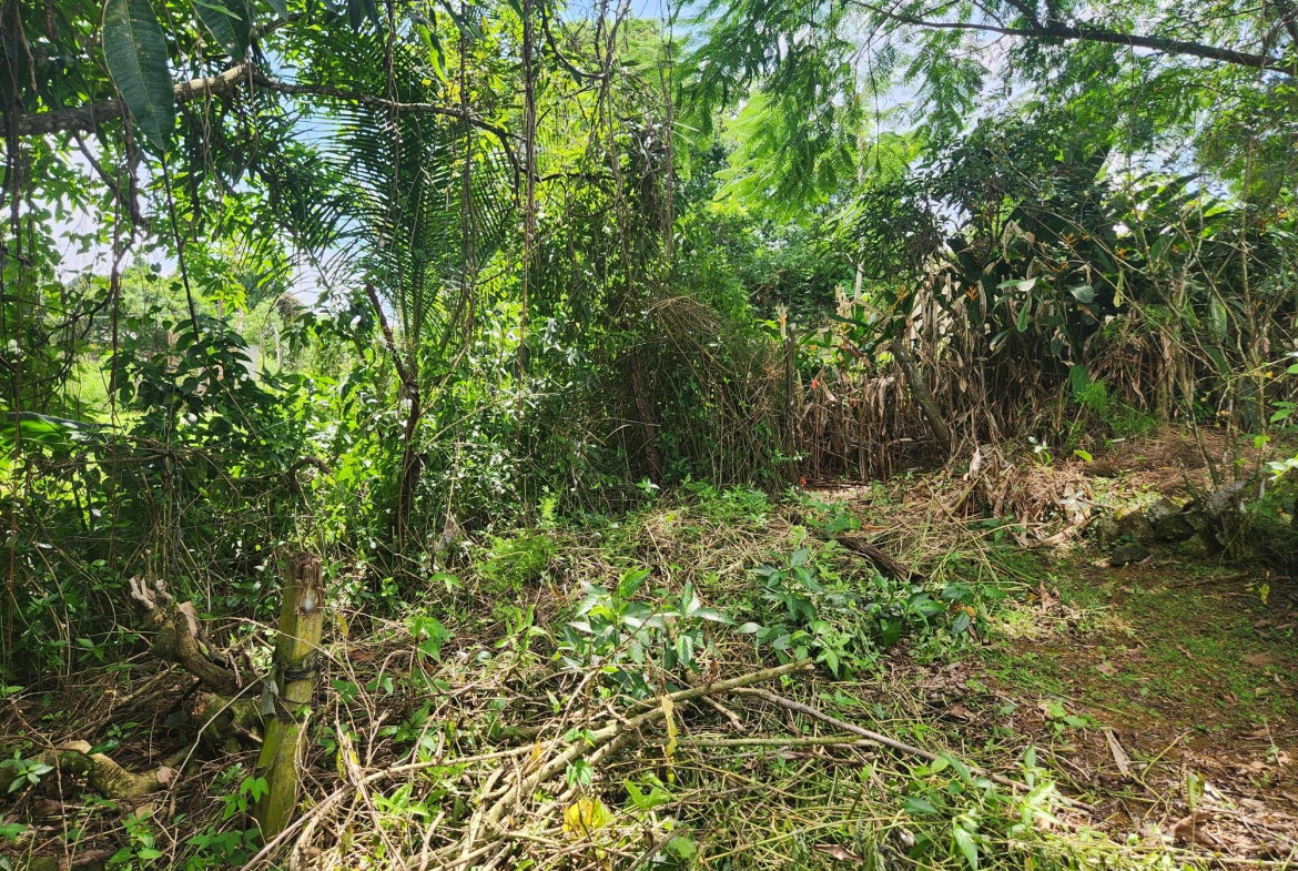 Thirteenth image of Lot 92 Phoenix Park Housing Sche in Balaclava, St. Elizabeth, Jamaica - property is For Sale