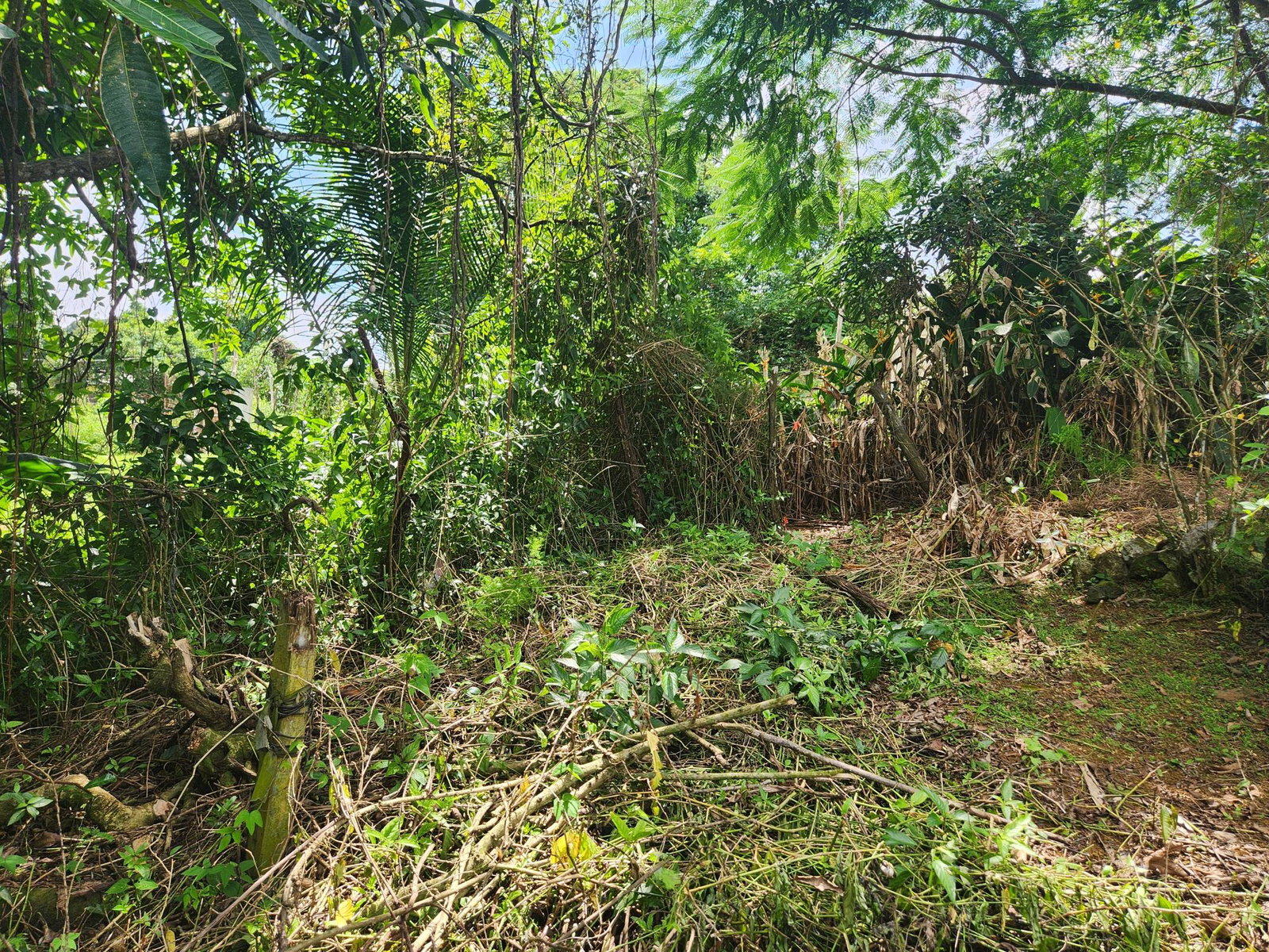 Thirteenth image of Lot 92 Phoenix Park Housing Sche in Balaclava, St. Elizabeth, Jamaica - property is For Sale