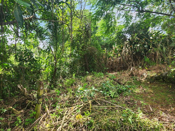 Thirteenth image of Lot 92 Phoenix Park Housing Sche in Balaclava, St. Elizabeth, Jamaica - property is For Sale