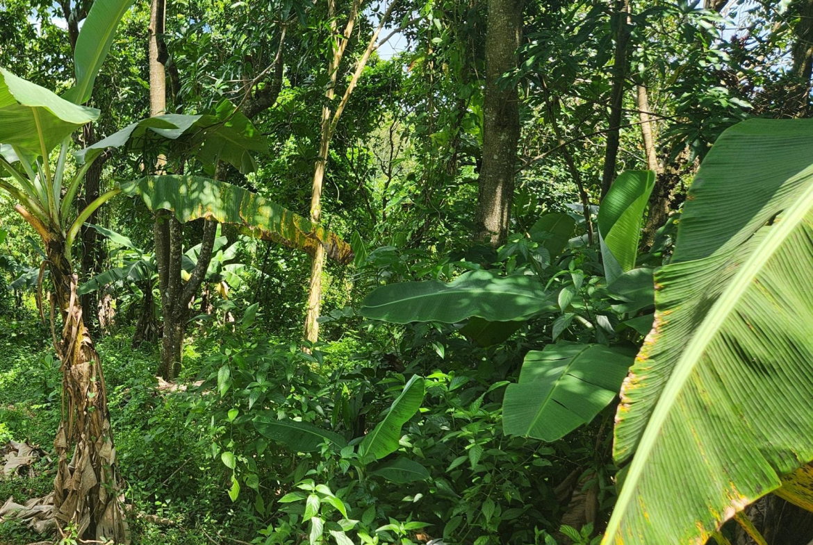 Fourteenth image of Lot 92 Phoenix Park Housing Sche in Balaclava, St. Elizabeth, Jamaica - property is For Sale