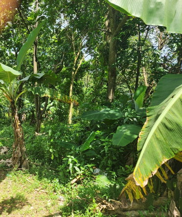Fourteenth image of Lot 92 Phoenix Park Housing Sche in Balaclava, St. Elizabeth, Jamaica - property is For Sale