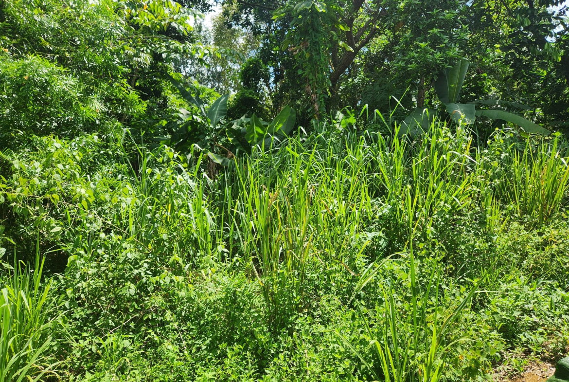 Fifteenth image of Lot 92 Phoenix Park Housing Sche in Balaclava, St. Elizabeth, Jamaica - property is For Sale