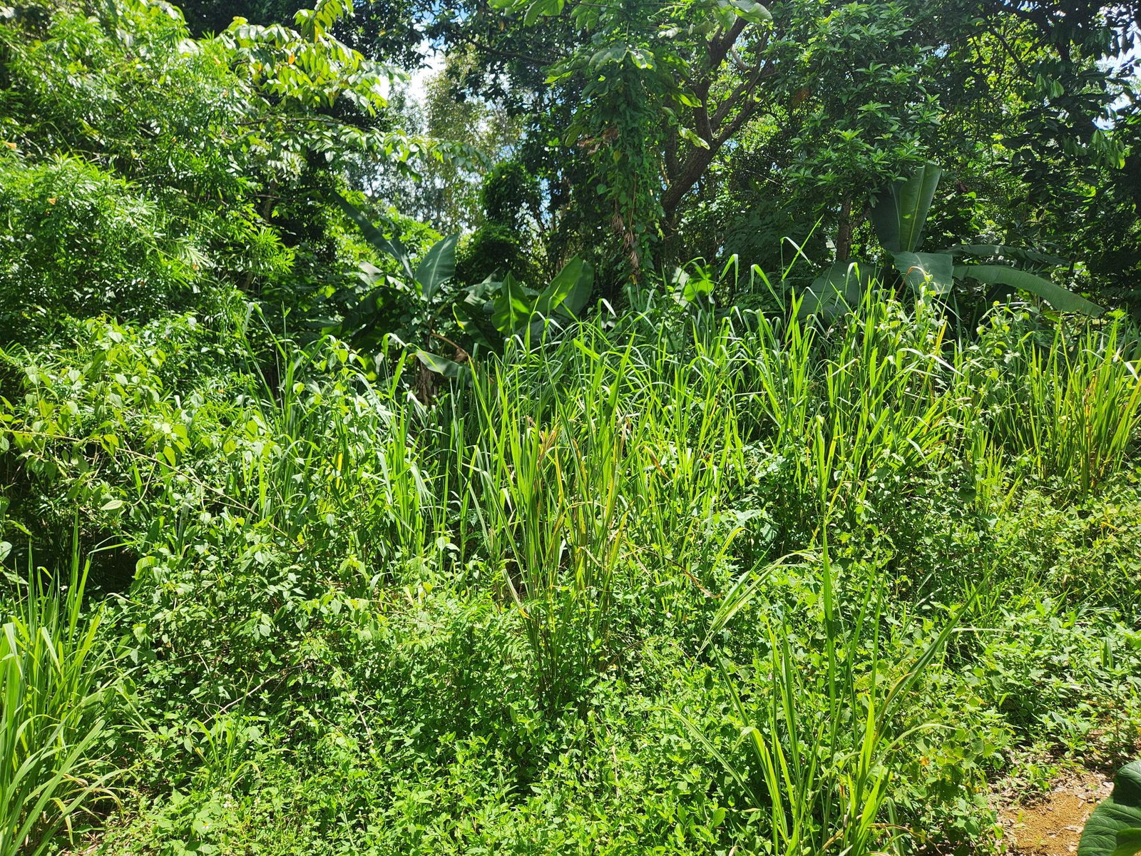 Fifteenth image of Lot 92 Phoenix Park Housing Sche in Balaclava, St. Elizabeth, Jamaica - property is For Sale