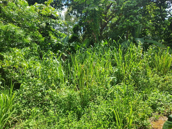 Fifteenth image of Lot 92 Phoenix Park Housing Sche in Balaclava, St. Elizabeth, Jamaica - property is For Sale