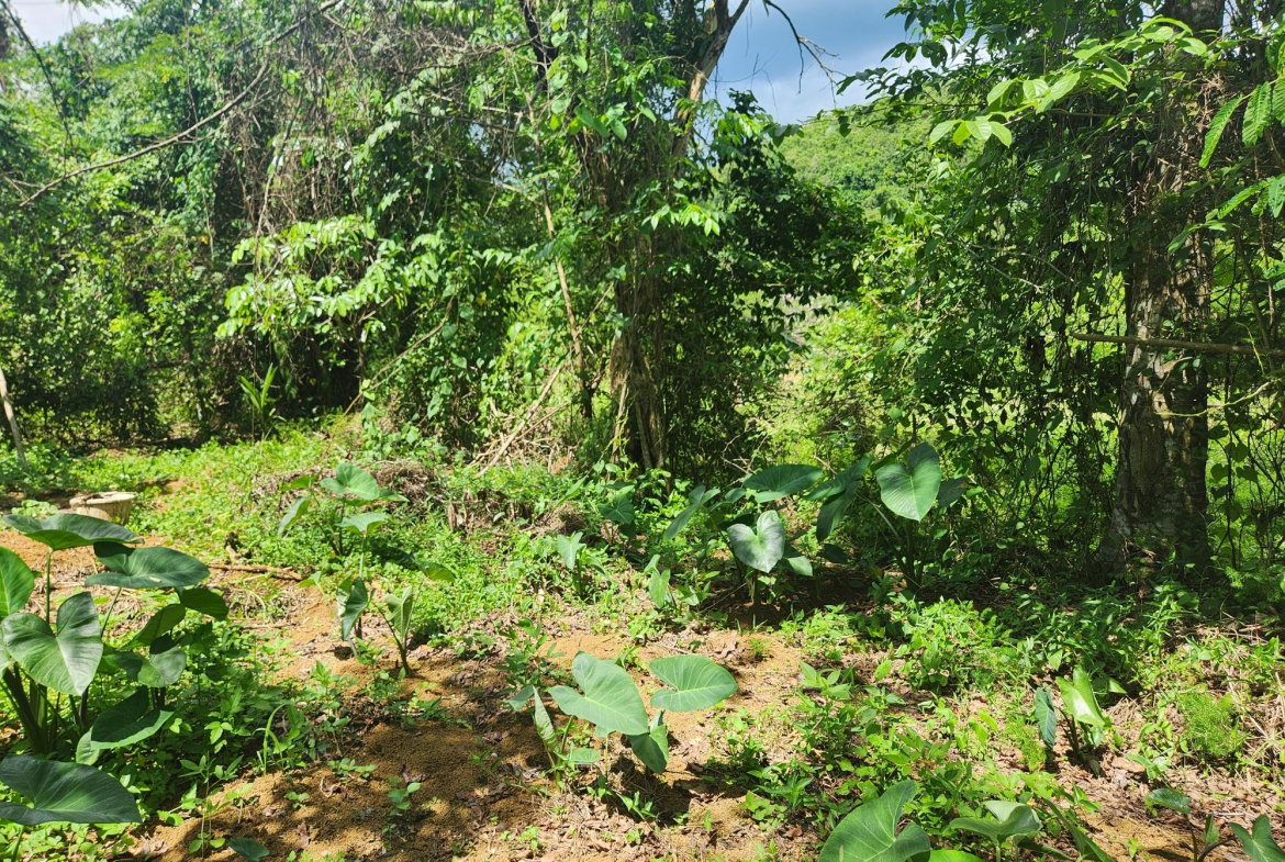 Sixteenth image of Lot 92 Phoenix Park Housing Sche in Balaclava, St. Elizabeth, Jamaica - property is For Sale