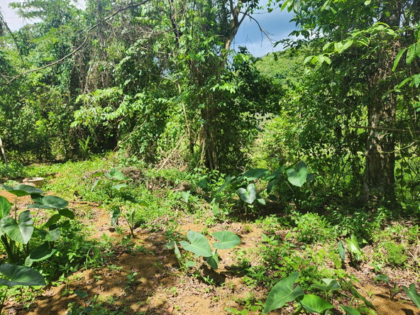Sixteenth image of Lot 92 Phoenix Park Housing Sche in Balaclava, St. Elizabeth, Jamaica - property is For Sale