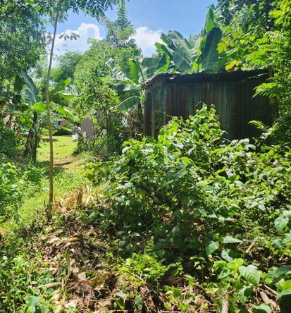 Fifth image of Lot 92 Phoenix Park Housing Sche in Balaclava, St. Elizabeth, Jamaica - property is For Sale