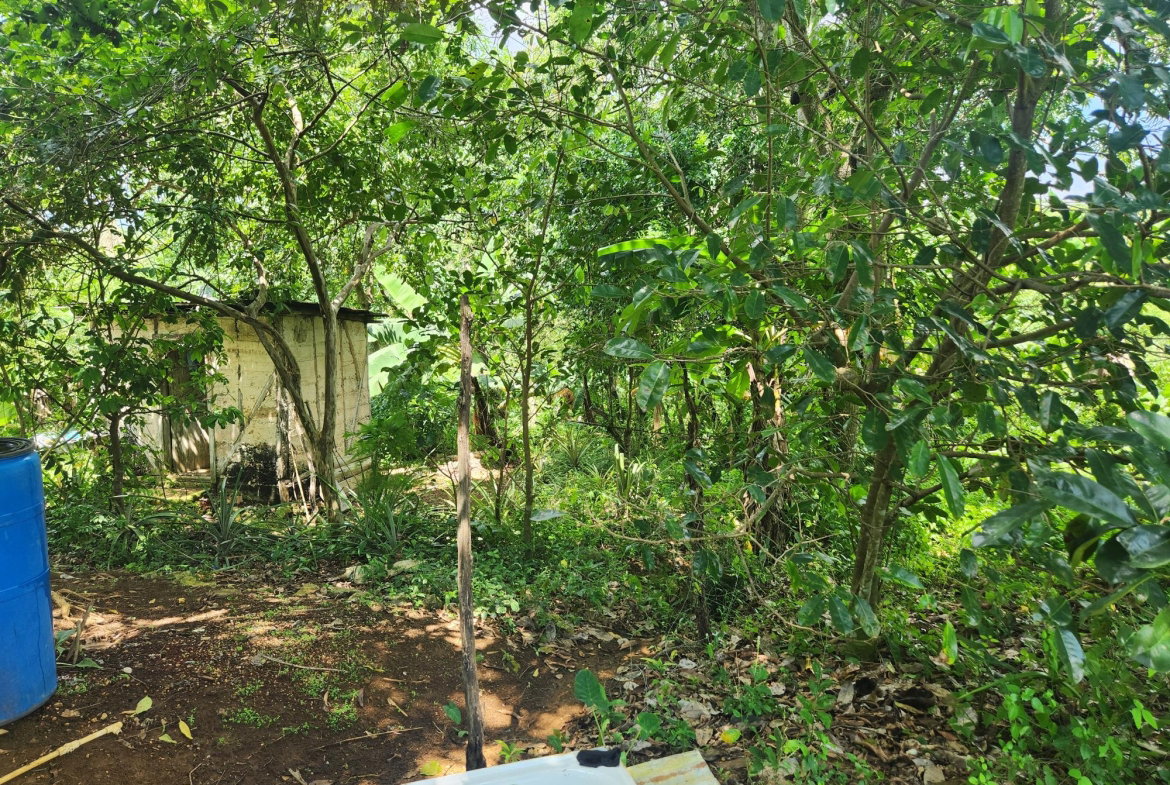 Sixth image of Lot 92 Phoenix Park Housing Sche in Balaclava, St. Elizabeth, Jamaica - property is For Sale