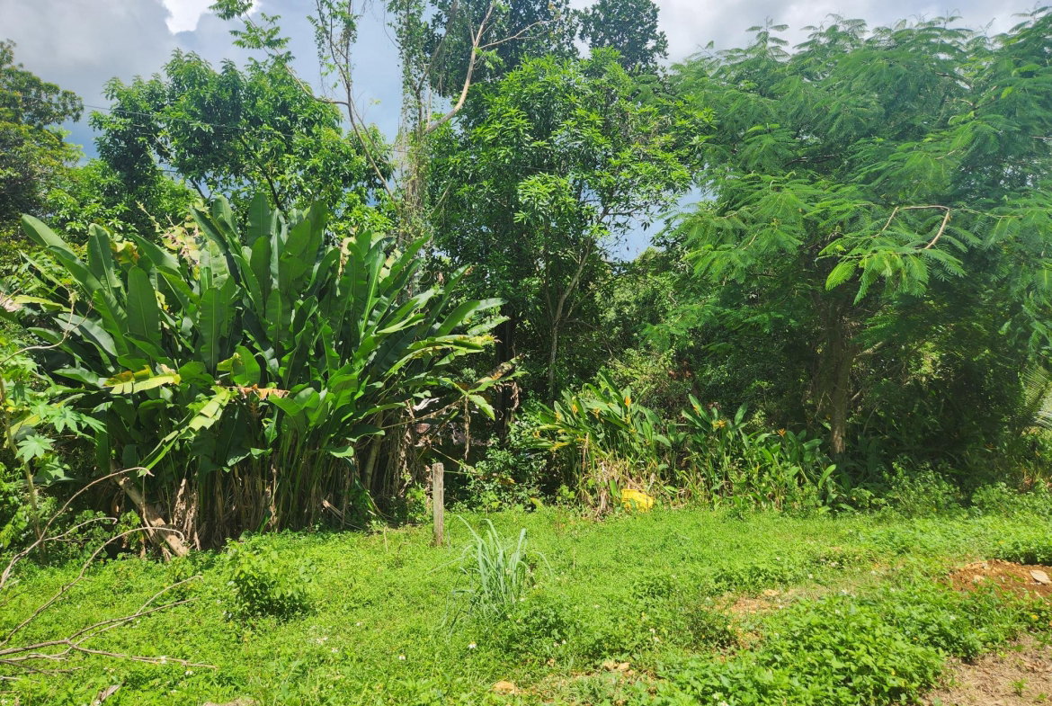 Eighth image of Lot 92 Phoenix Park Housing Sche in Balaclava, St. Elizabeth, Jamaica - property is For Sale