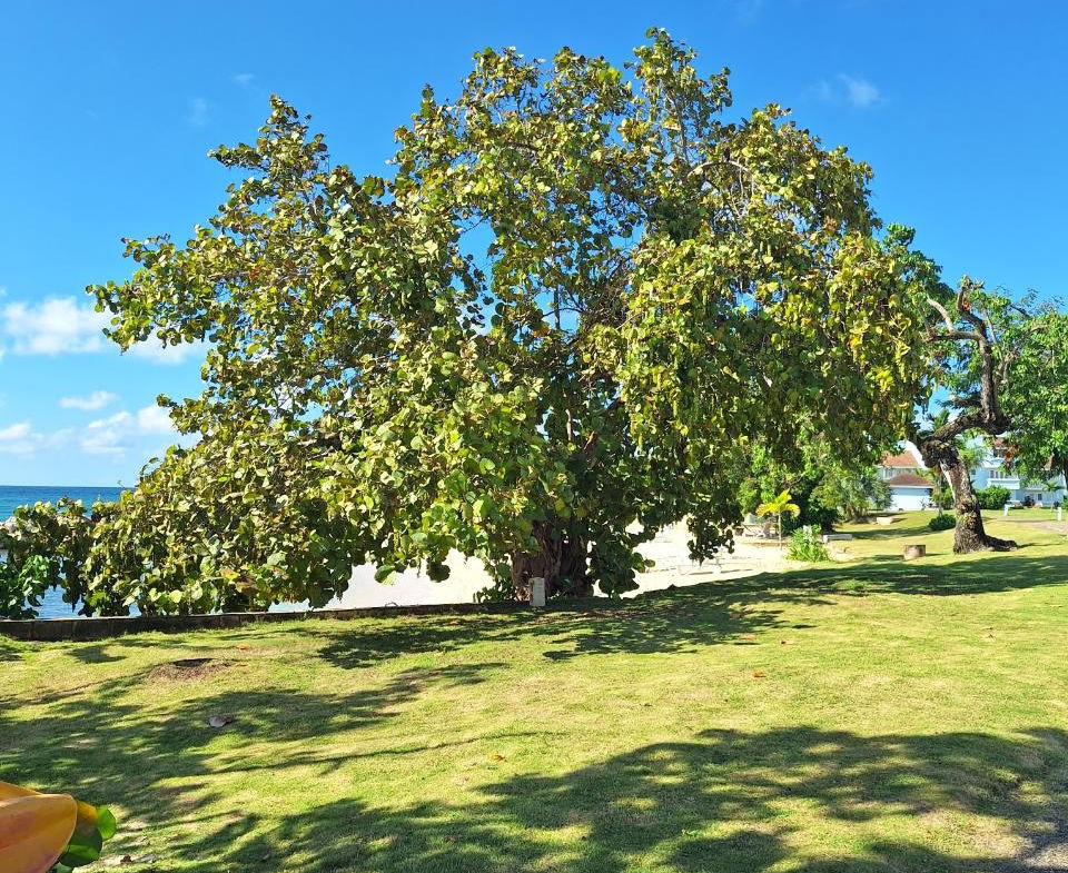 Fourteenth image of 143- Point-norman Manley Blvd in Point, Hanover, Jamaica - property is For Rent