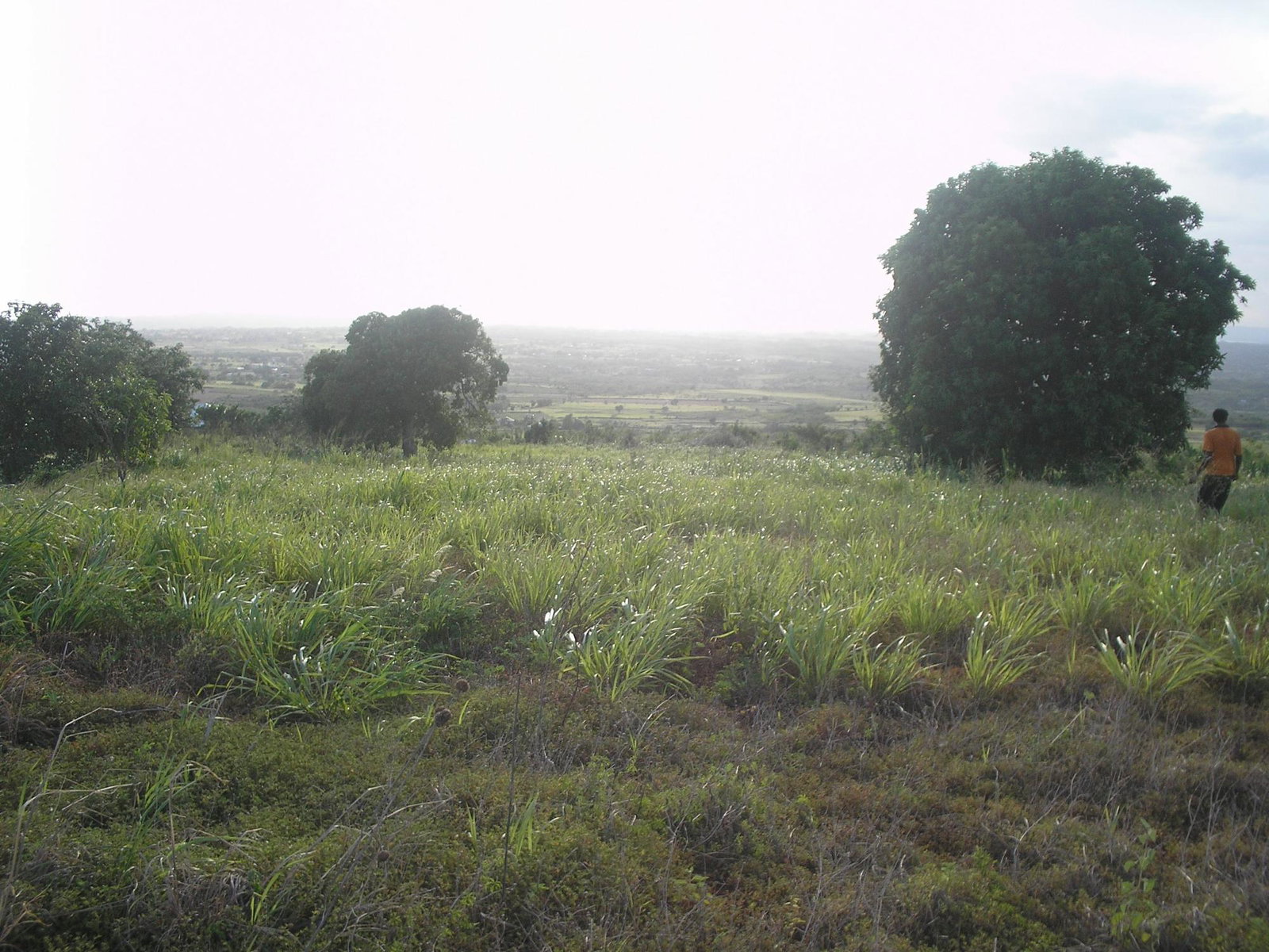 Sixth image of Round Hill, St. Elizabeth in Treasure Beach, St. Elizabeth, Jamaica - property is For Sale