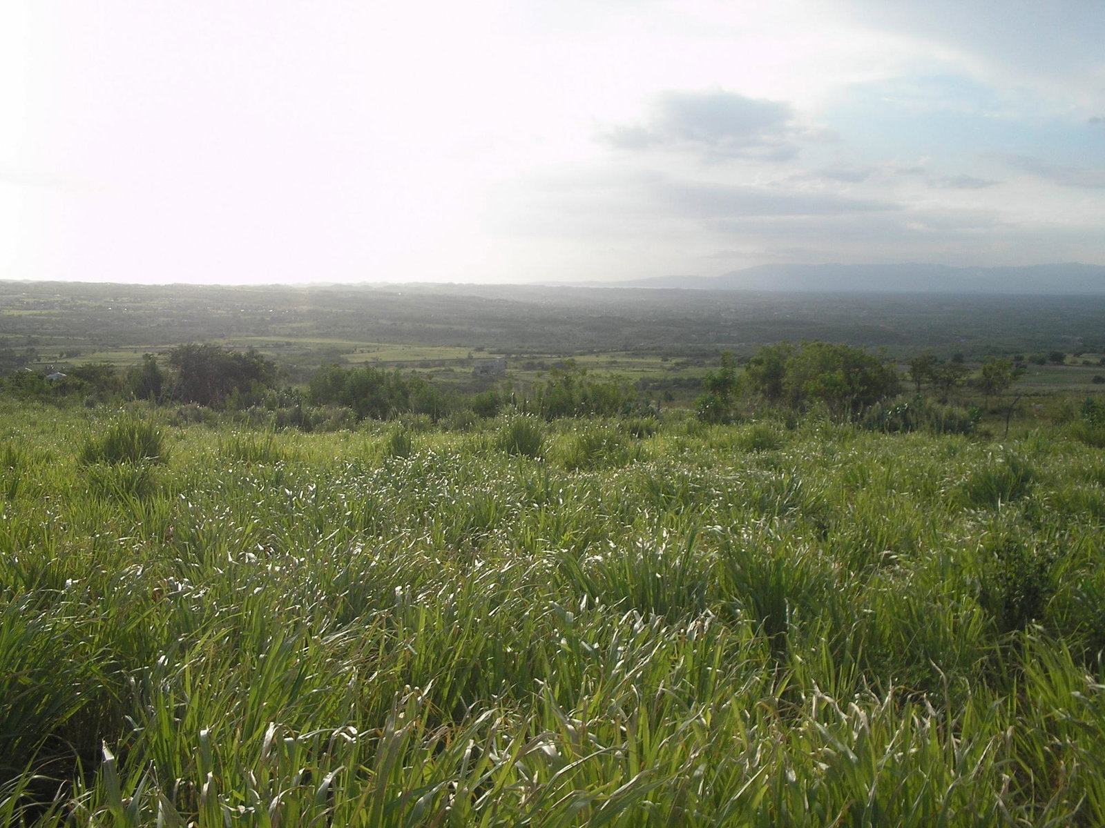 Eighth image of Round Hill, St. Elizabeth in Treasure Beach, St. Elizabeth, Jamaica - property is For Sale