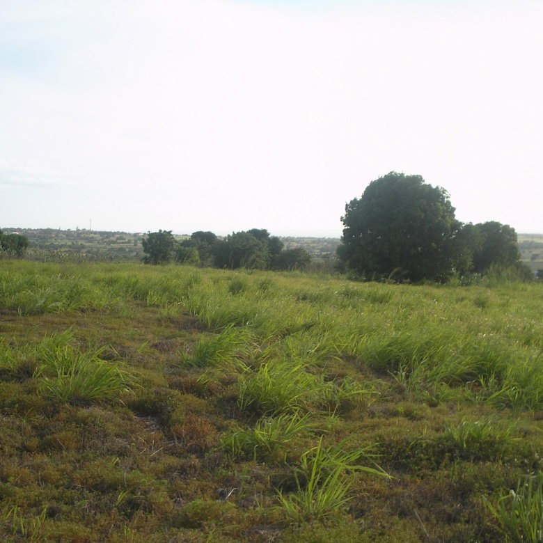 First image of Round Hill, St. Elizabeth in Treasure Beach, St. Elizabeth, Jamaica - property is For Sale