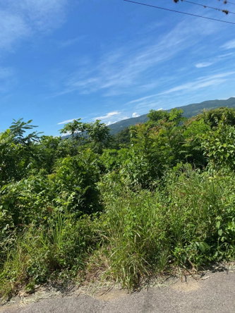 Fourth image of Mile Gully in MILE GULLY, Manchester, Jamaica - property is For Sale