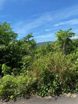 Fifth image of Mile Gully in MILE GULLY, Manchester, Jamaica - property is For Sale